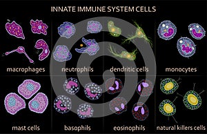 Set of innate immune system cells, vector illustration photo